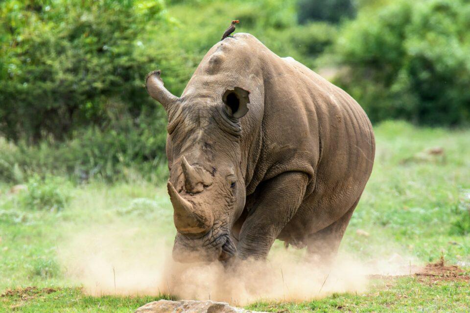 Historical photos suggest that rhino horns have gotten smaller