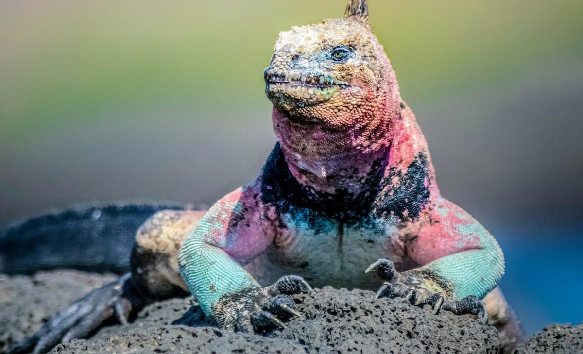 New research will make it easier to rank species vulnerability