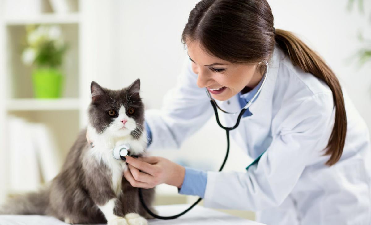 What does a cat-friendly veterinary experience look like?