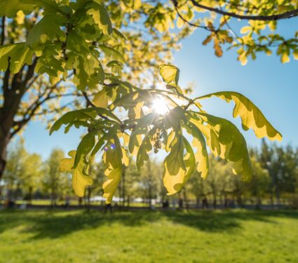 Young-oak-tree.jpg