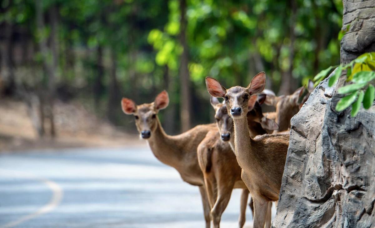 Daylight savings time reduces wildlife-vehicle collisions
