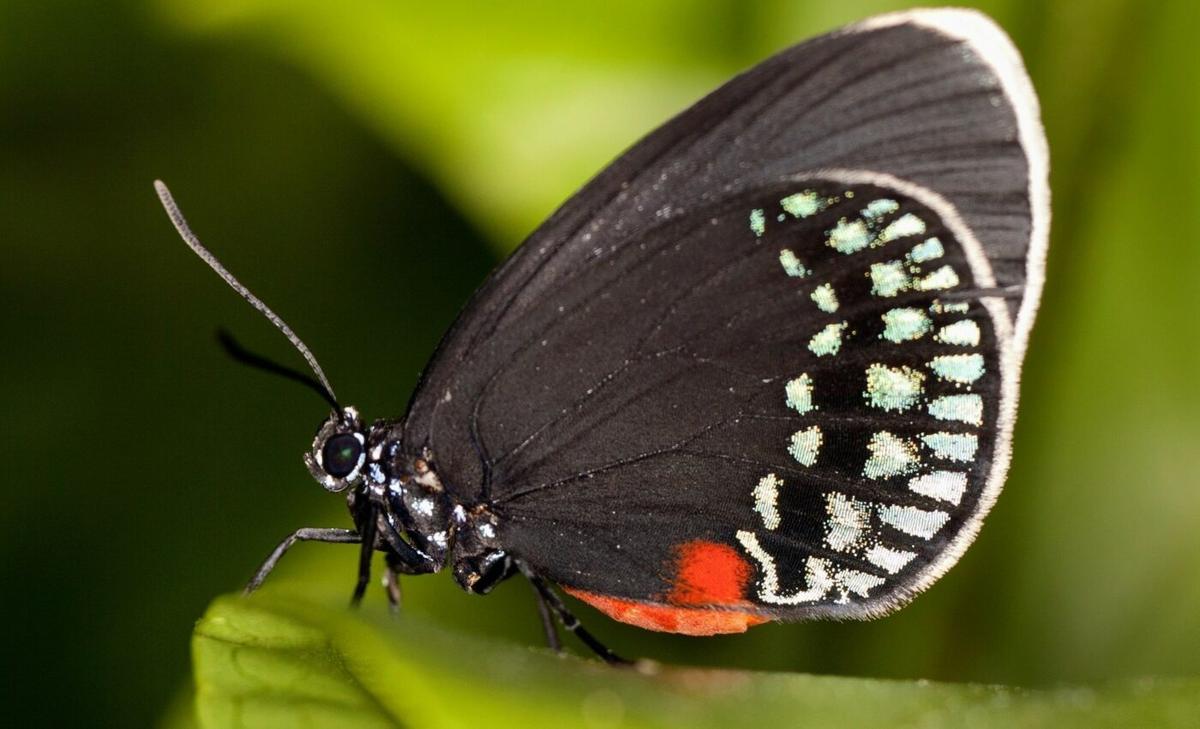 Atala butterflies have retained ancient wing patterns
