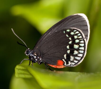 2022/11/Atala-butterfly.jpg