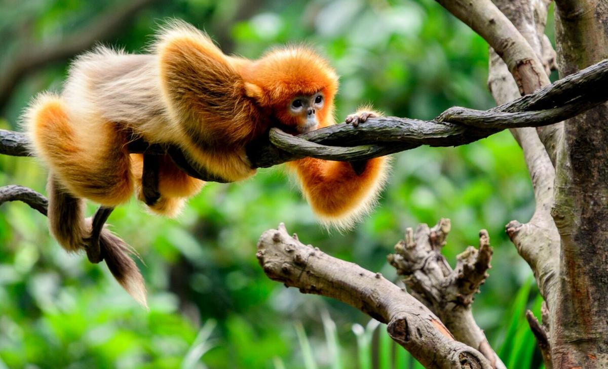 Protected areas provide a thermal buffer against climate change