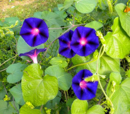 2022/11/Invasive-plants.jpg