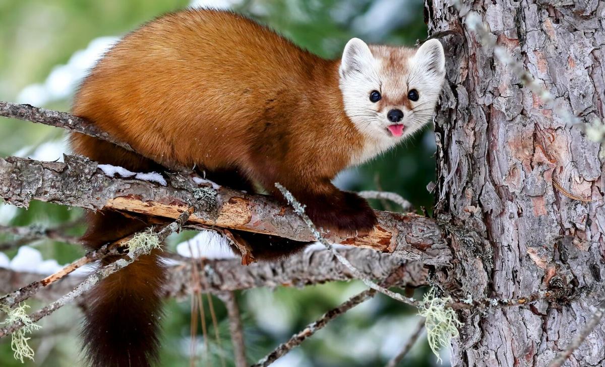 Carnivore gut microbes reflect the health of wild ecosystems