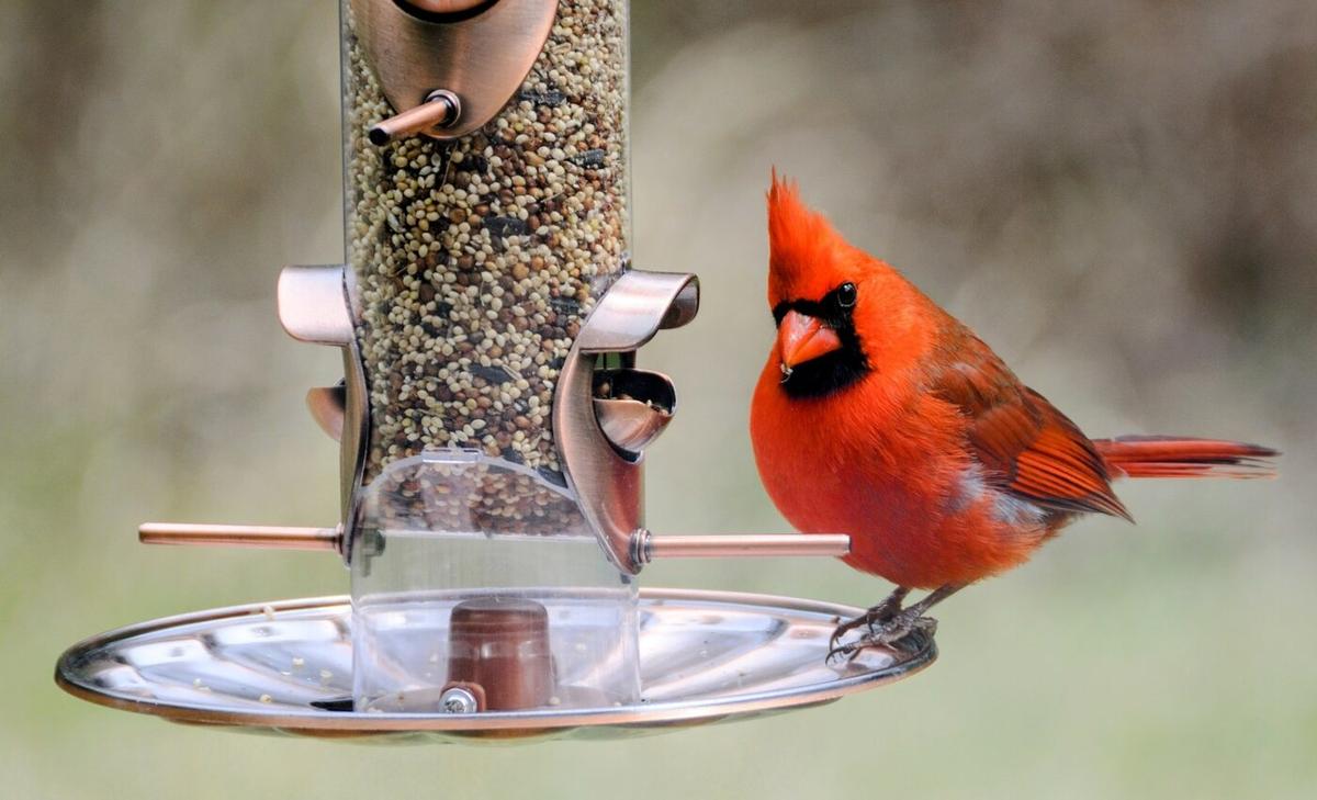 Exploring the impacts of human-wildlife interactions