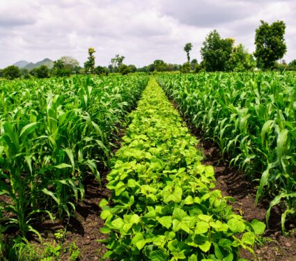 Crops.jpg