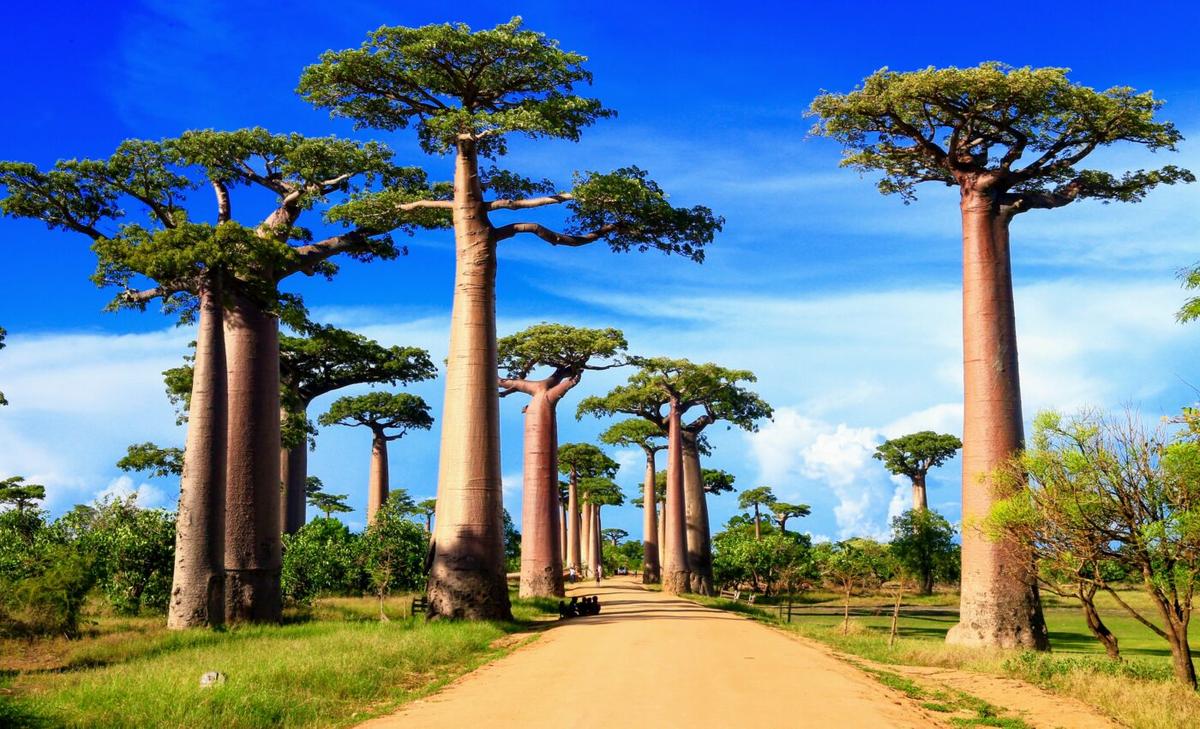 Madagascar extinctions linked to human expansion 1,000 years ago