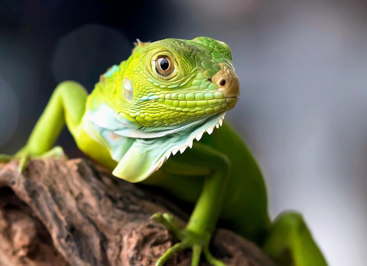 How did green lizards evolve in the Mediterranean?