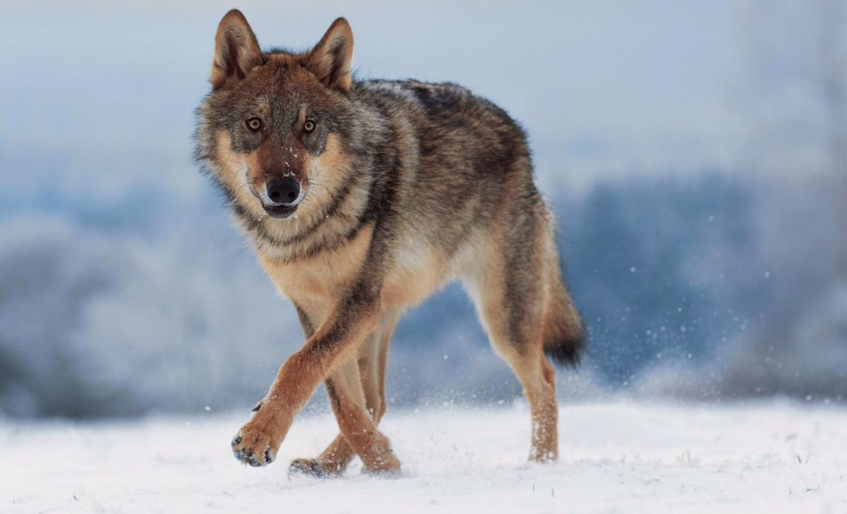 Brain parasite turns wolves into risk takers