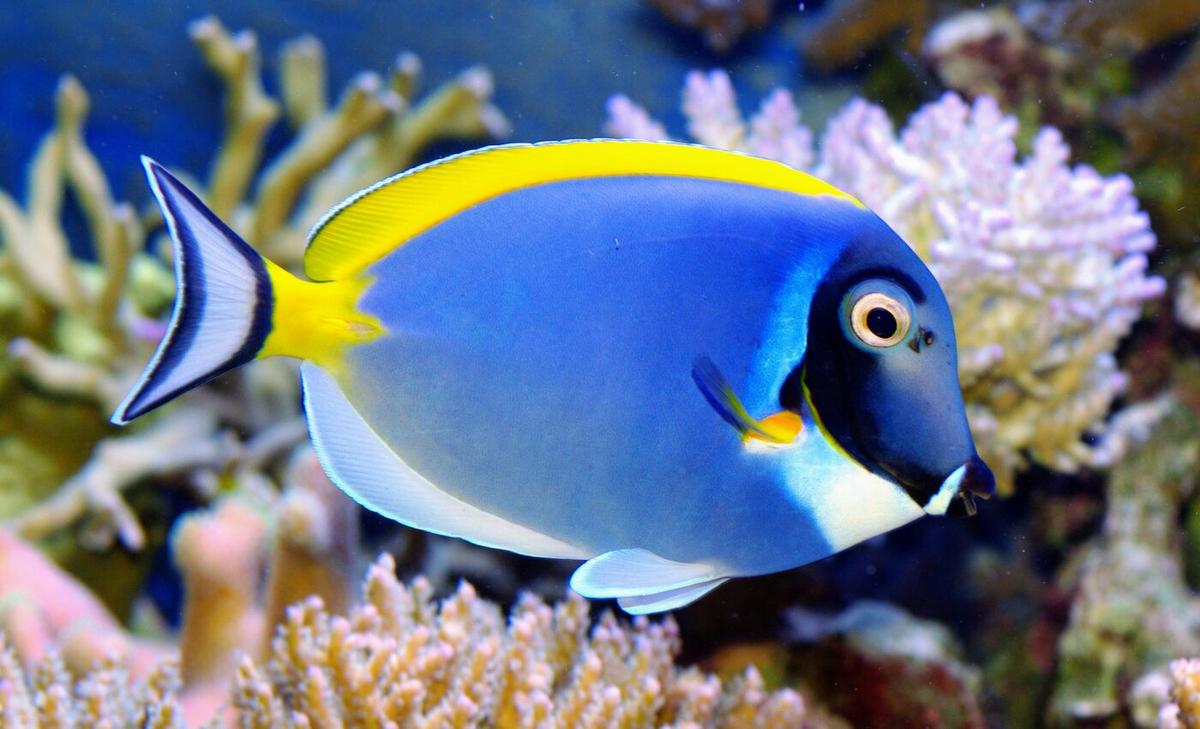Why do fish look down when they swim?