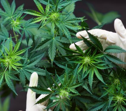 Cannabis-7.jpg