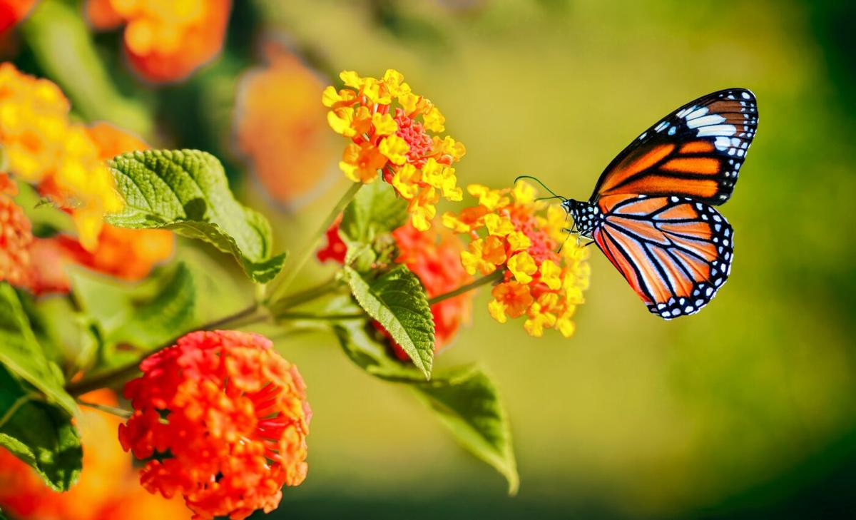 Insects need urgent help to survive climate change
