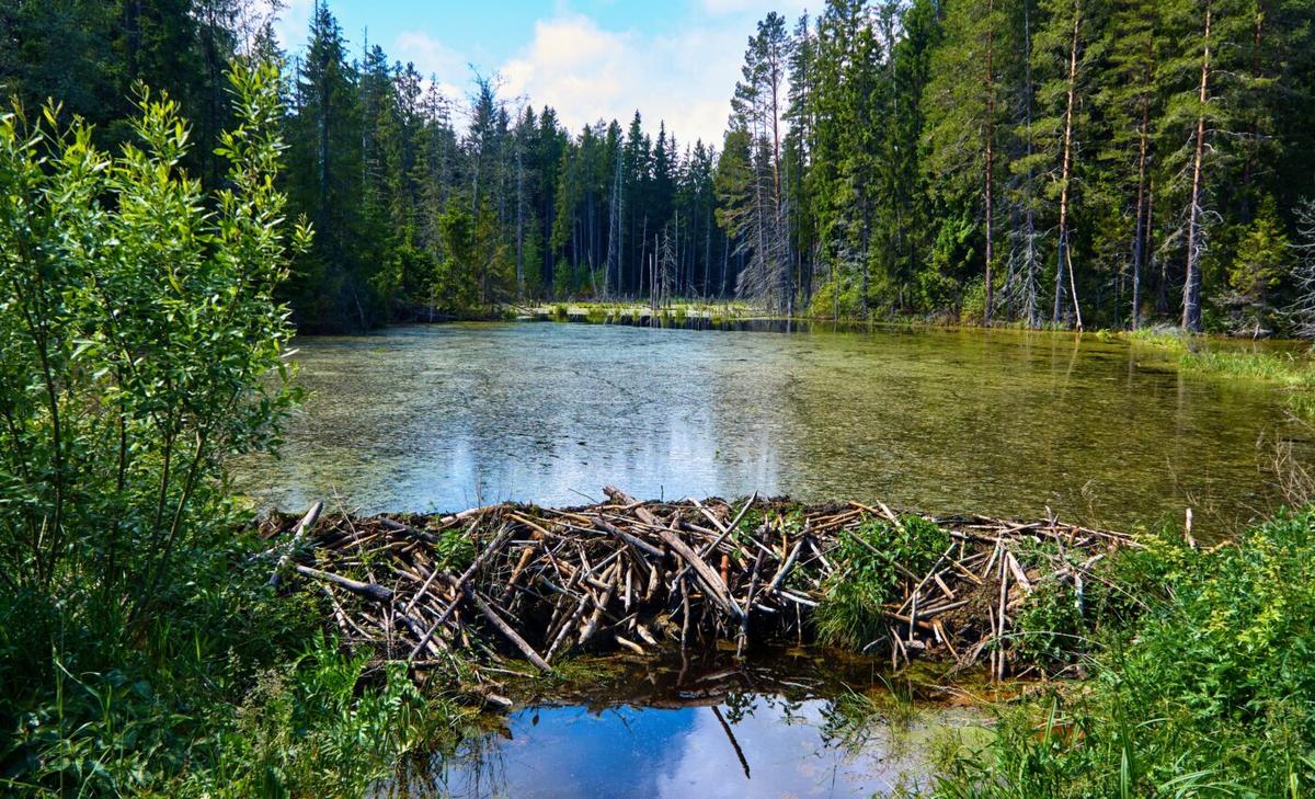 Beaver dams mitigate the effects of climate change on rivers