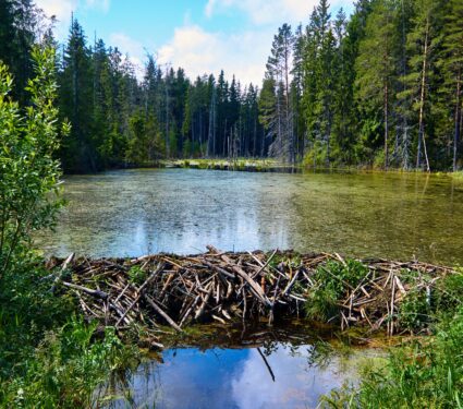 Beaver-dam.jpg