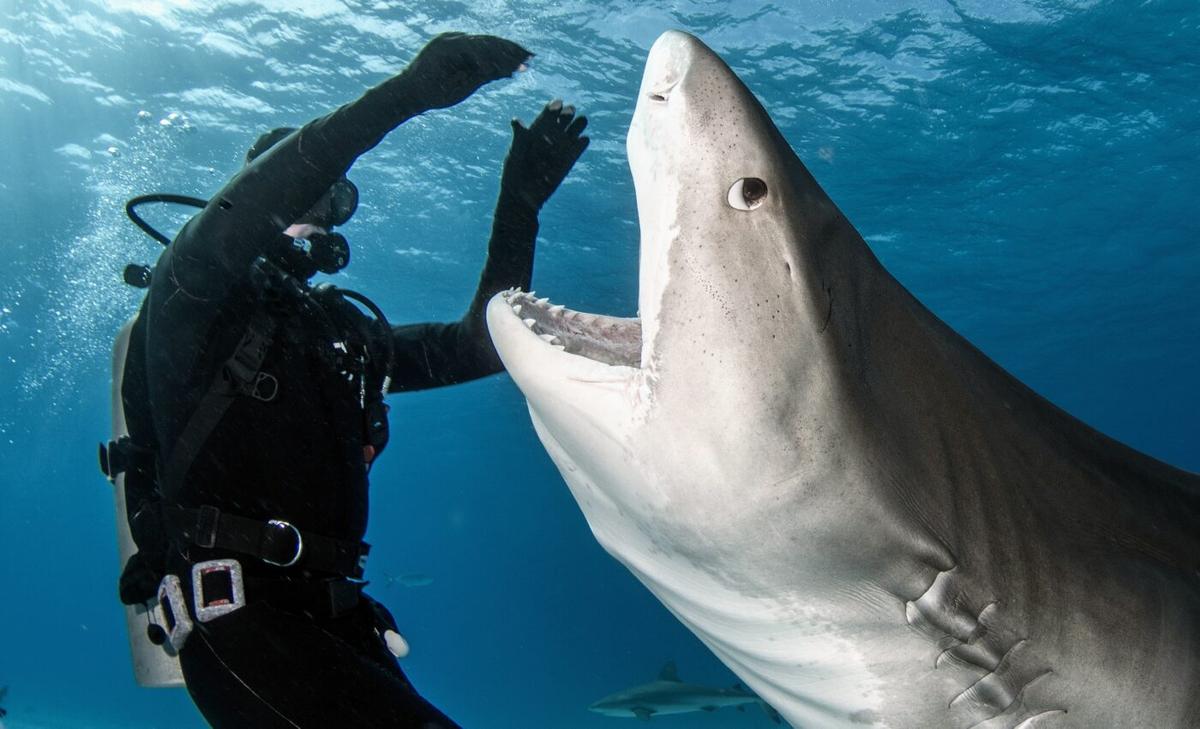 Tiger sharks that interact with tourists exhibit physical differences