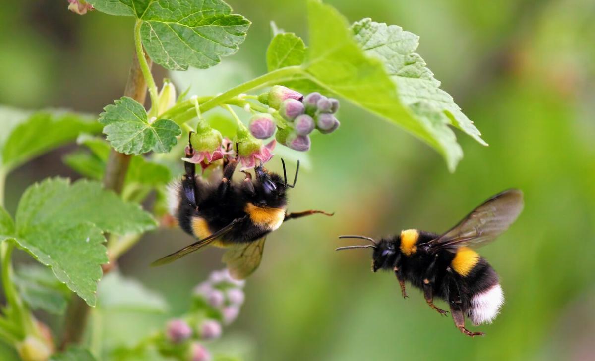Fertilizers disrupt flower electrical fields and confuse bees
