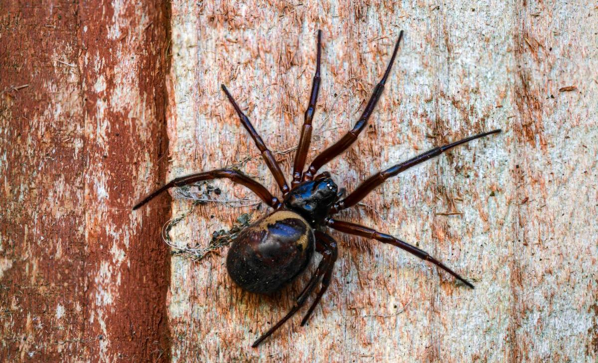 False widow spiders use pheromones to manipulate mates