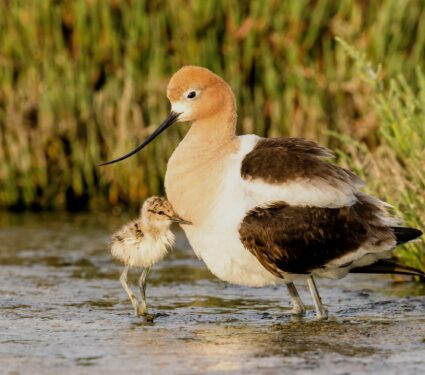 Shorebirds.jpg