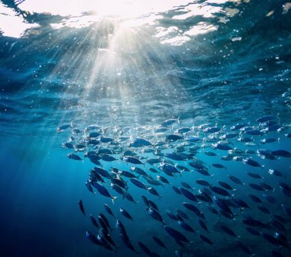 Tuna-fish.jpg