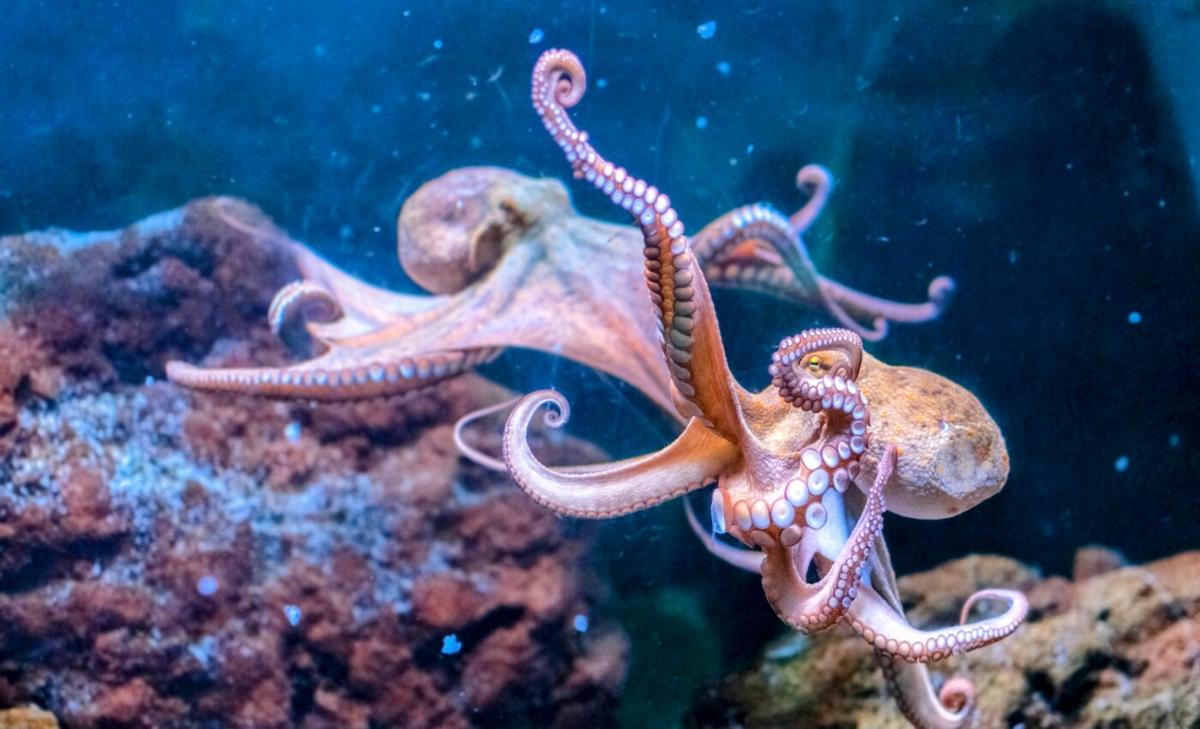 How did octopuses develop complex brains?