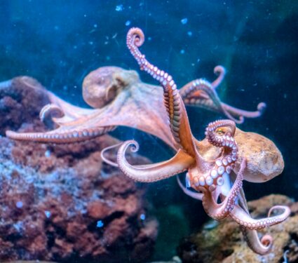 Octopuses.jpg