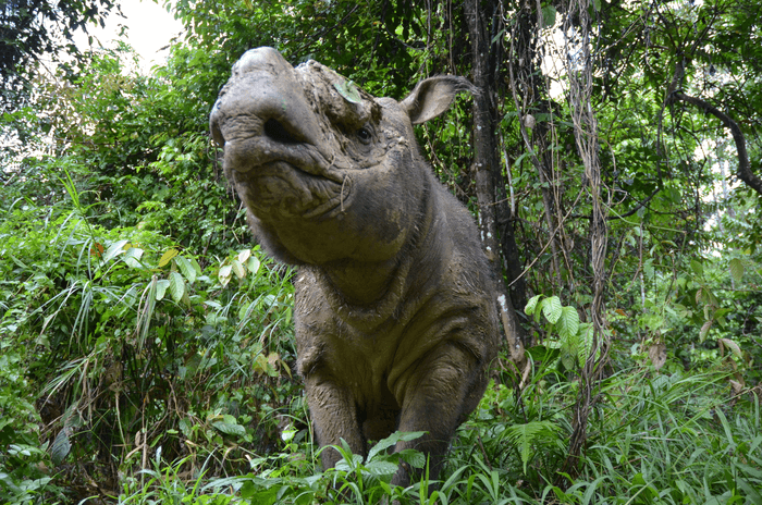 The Sumatran rhino may have another chance at survival