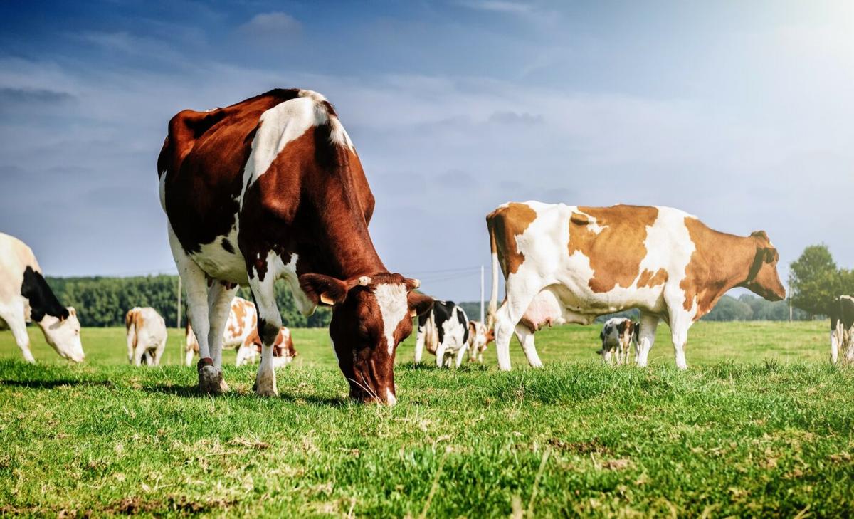 Cows are getting high from industrial hemp