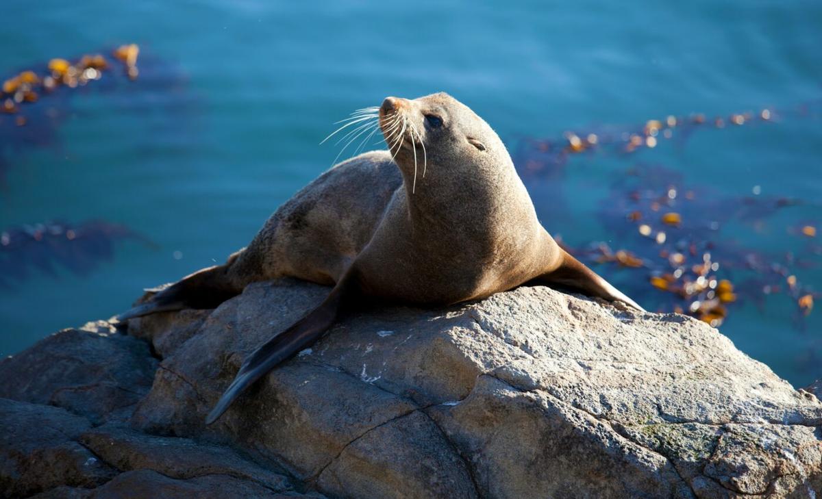 Seals have a surprising sense of rhythm