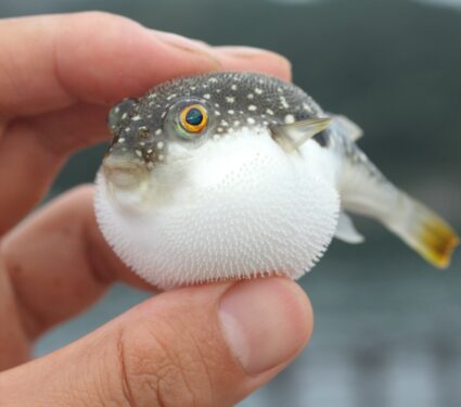 Puffer-fish.jpg