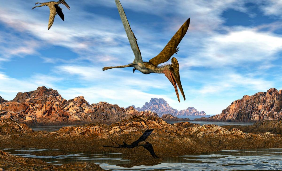 New pterosaur species found on the coast of Angola