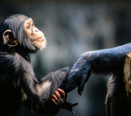 Wild-chimpanzees.jpg