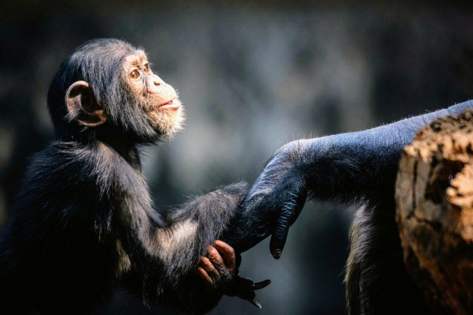 Wild chimpanzees like to share cool things with others