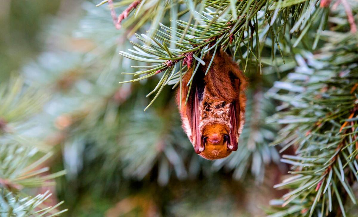 Eastern red bats do well in managed forests