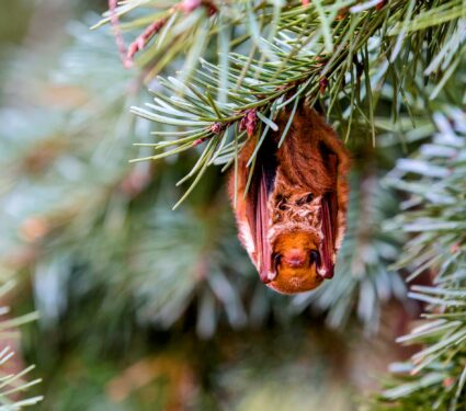 2022/11/Eastern-red-bat.jpg