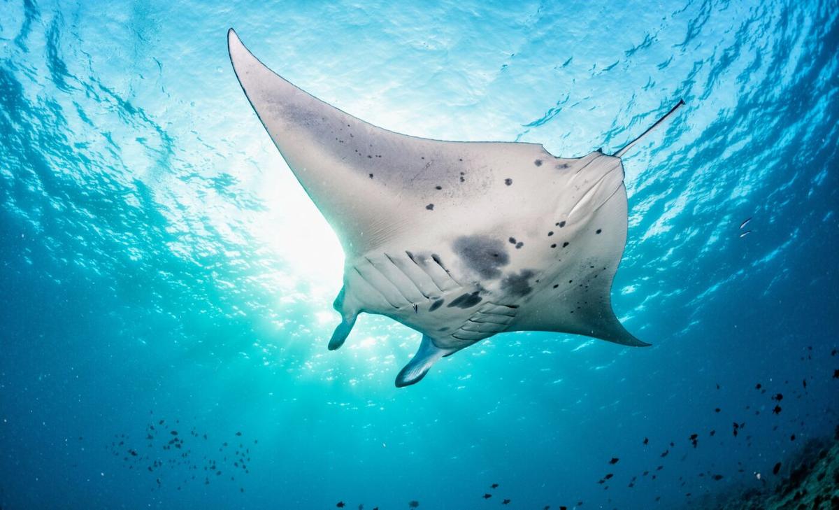 Manta ray populations are recovering in Indonesia