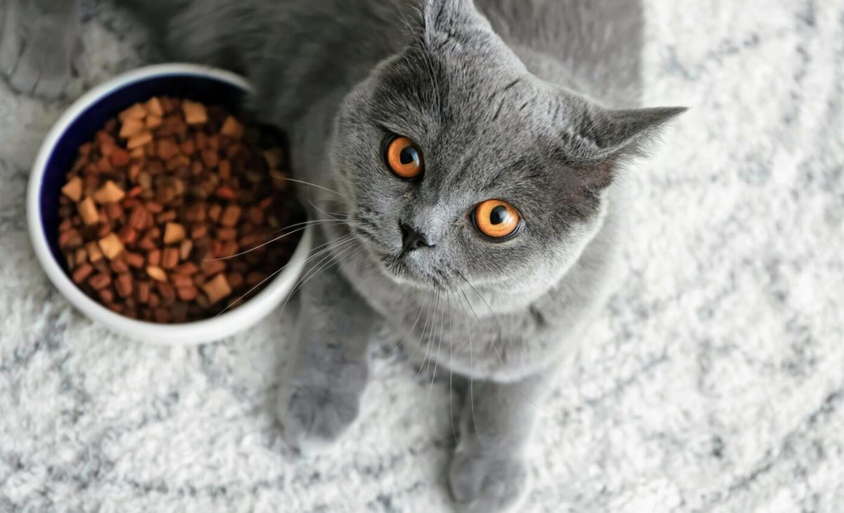 Dry pet foods are better for the environment