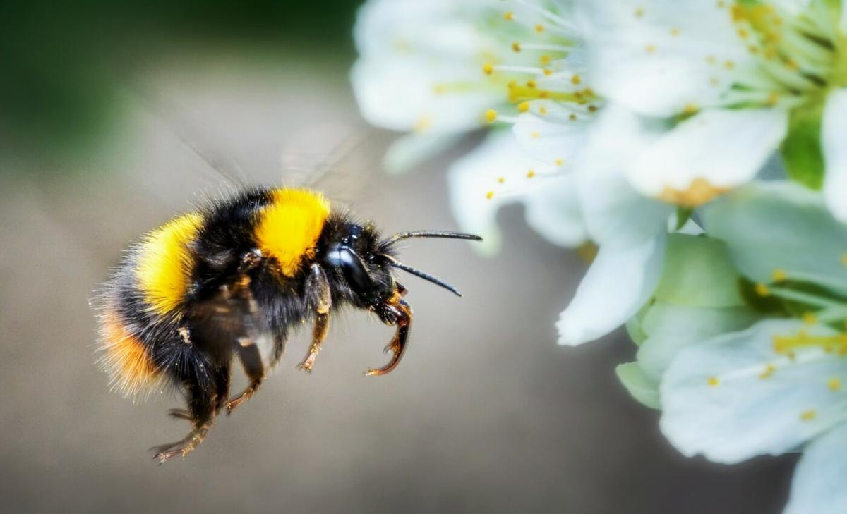 Social bees travel greater distances to find food