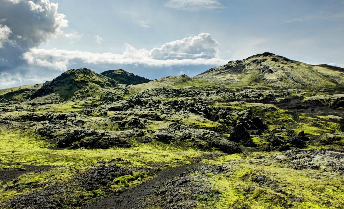 Vegetation plays a major role in Arctic warming