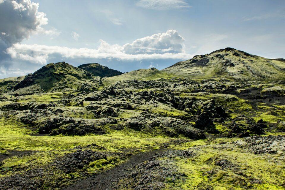Vegetation plays a major role in Arctic warming