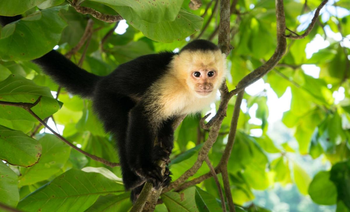 Cultural heritage influences tool choice in capuchin monkeys
