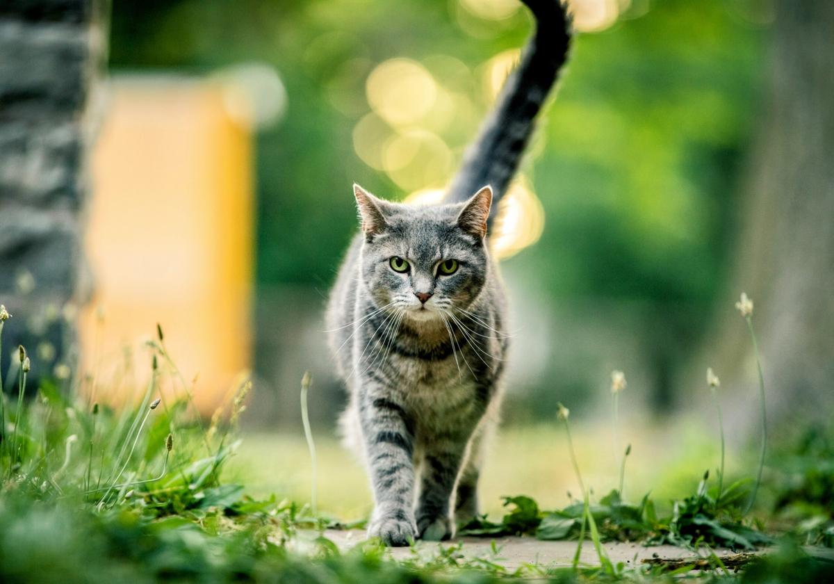 Humans are responsible for the risks of free-roaming cats