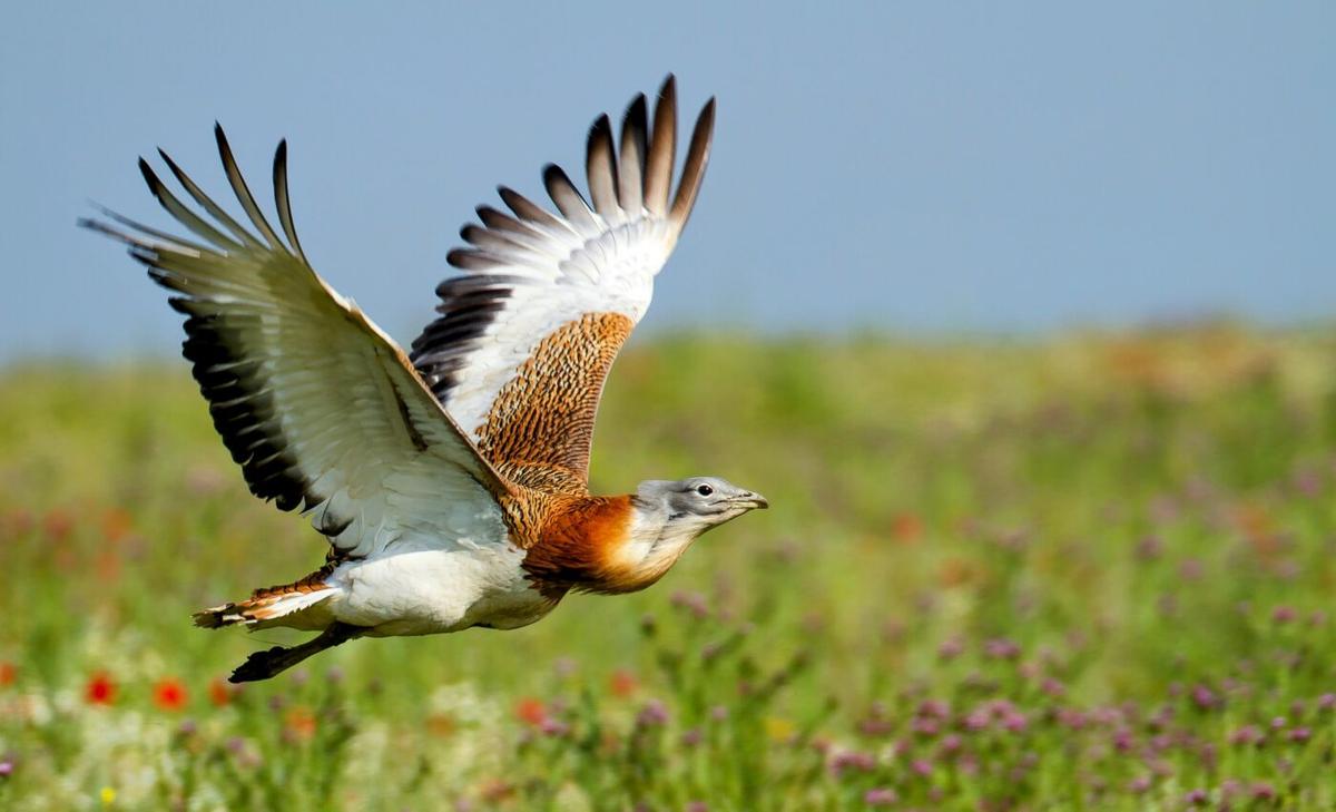 Great bustards self-medicate with plants to prevent disease