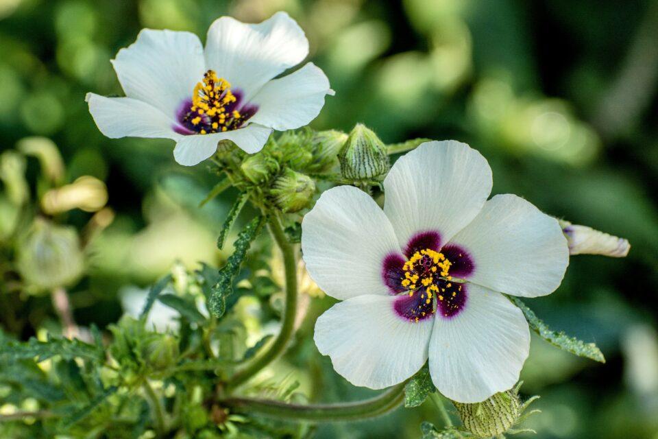 Plants engineer their petals to be visually attractive to bees