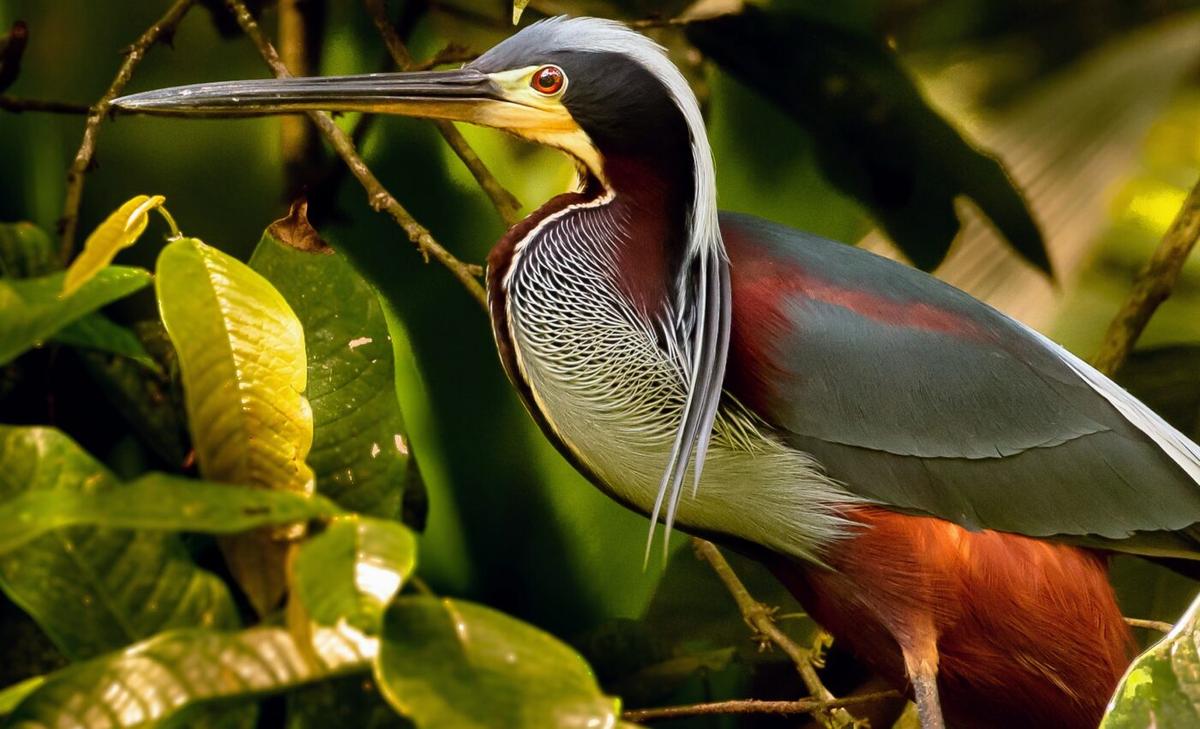 The most unique birds face the highest extinction risk