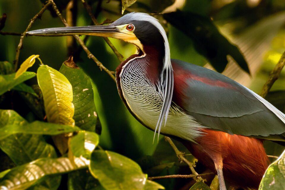 The most unique birds face the highest extinction risk