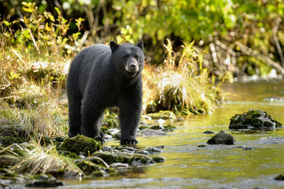 Animals in national parks are impacted by human visitors