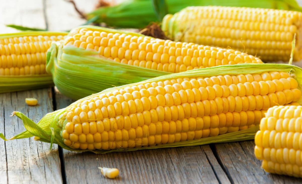 Sweet corn yields are suffering in hotter conditions