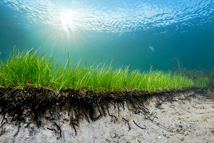 Seagrass can protect against coastal erosion